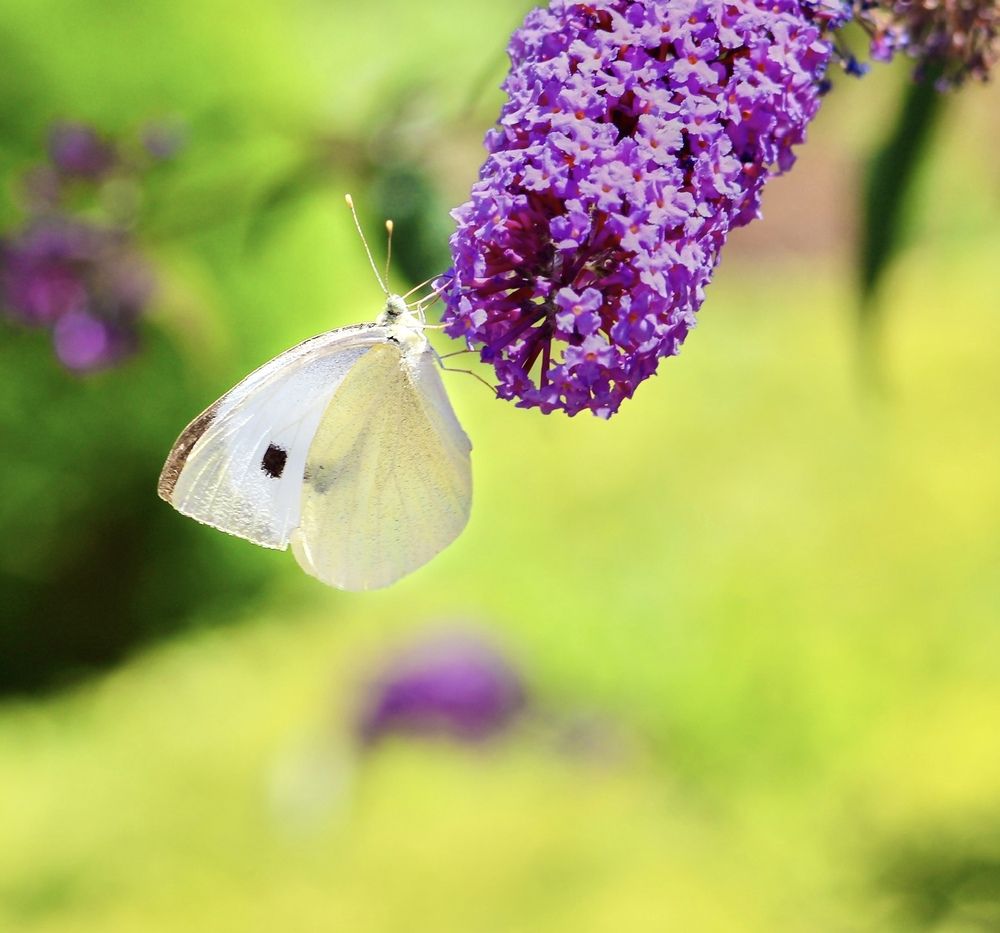 Photograph by Александр