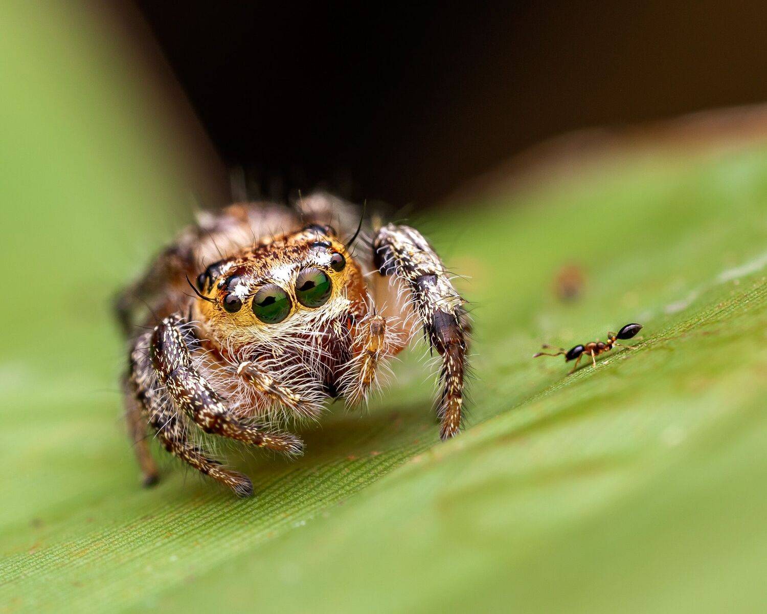 Фотография #12081539