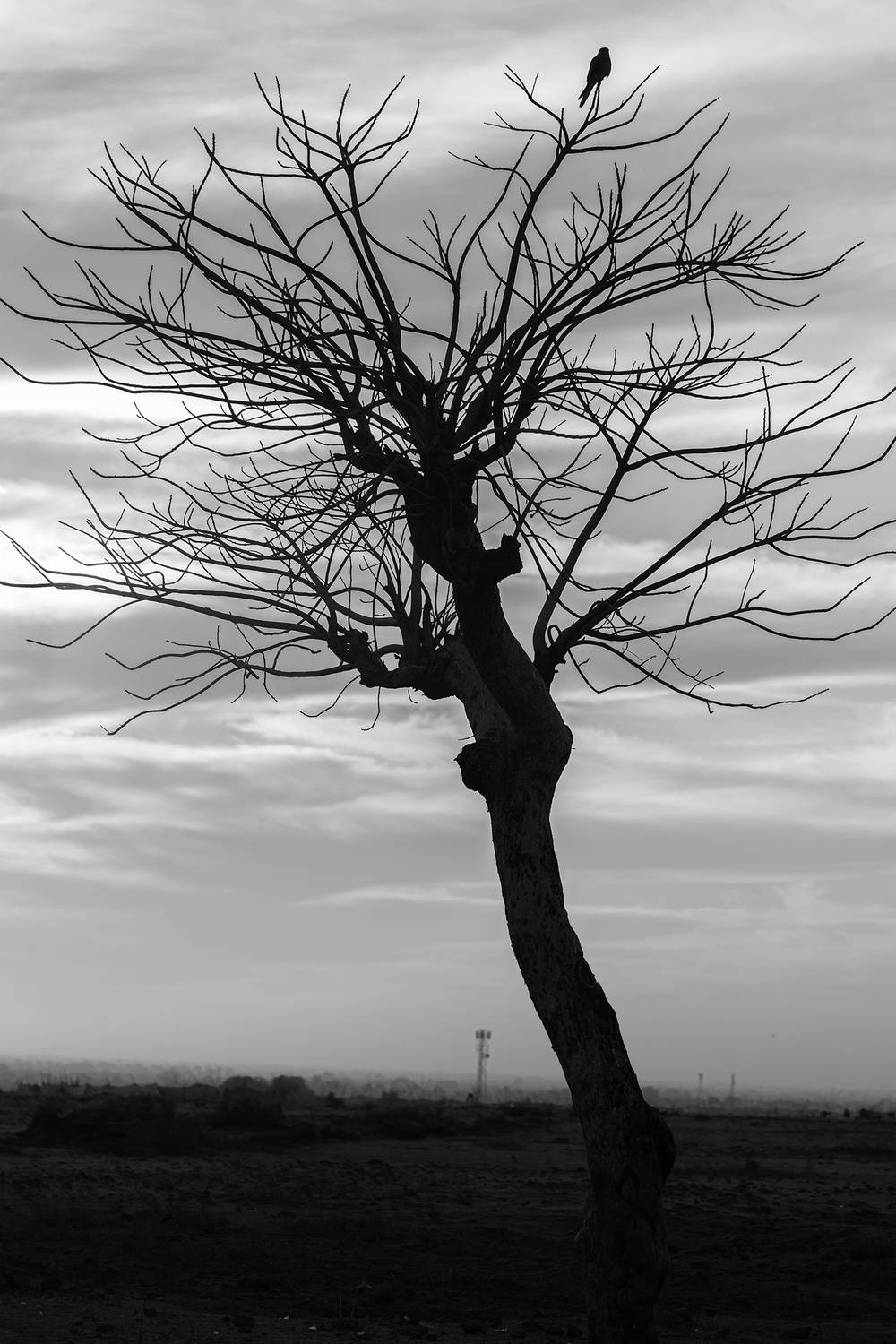 Only survival in the land of rocks. Only survival in the land of rocks.