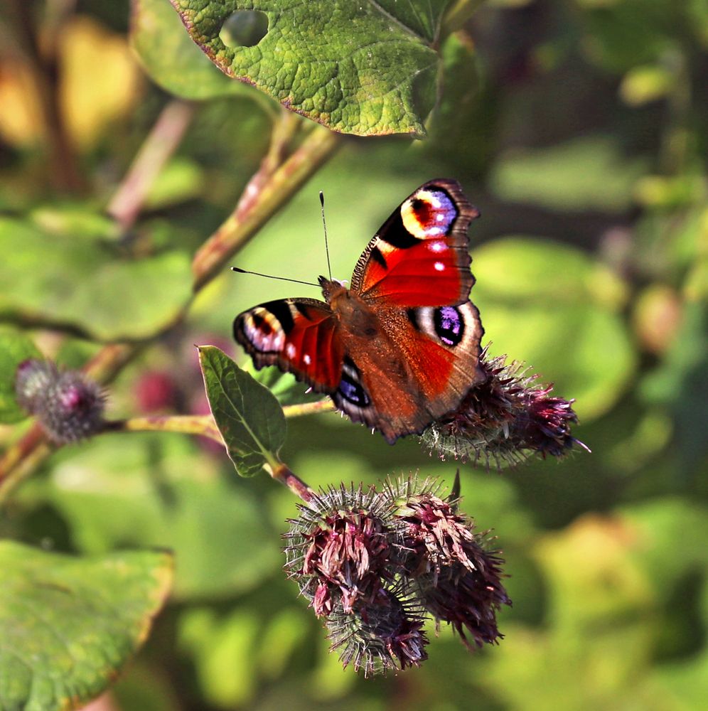 Фотография автора Светлана Бакулина