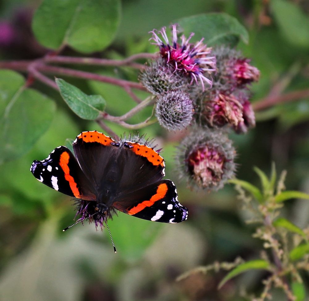 Фотография автора Светлана Бакулина