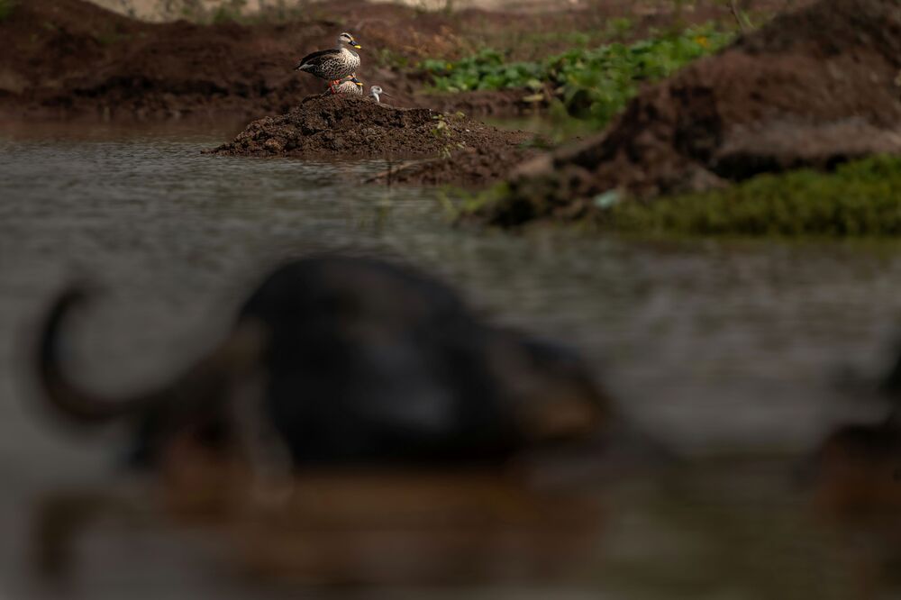 Photograph by mahadevan Arige