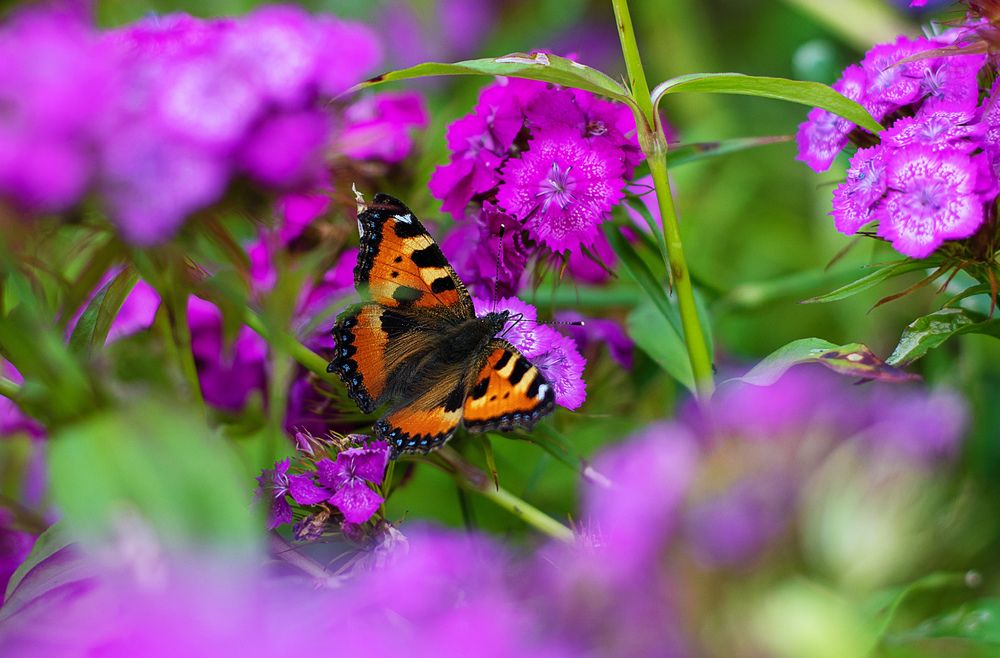 Photograph by Ирина Полунина