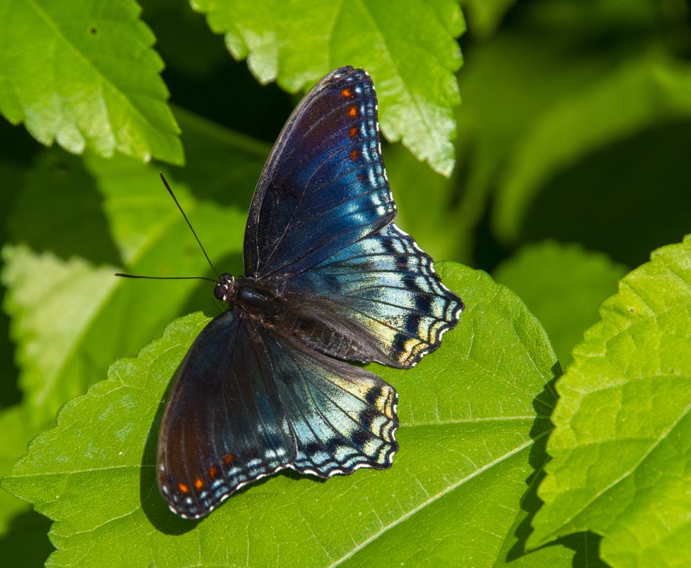 Photograph by Анна Семейникова