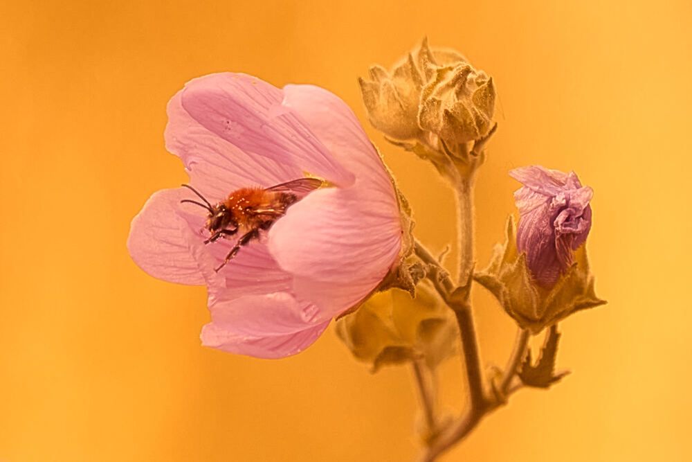 Photograph by Андрей Халемонец