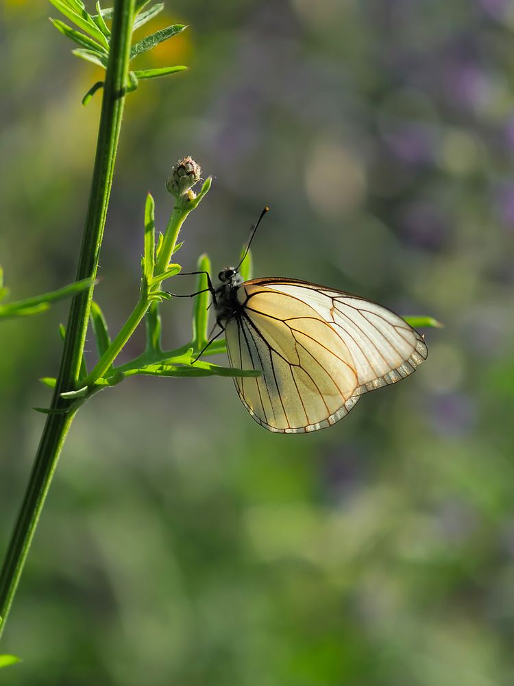 Photograph by Зульфия Курманова