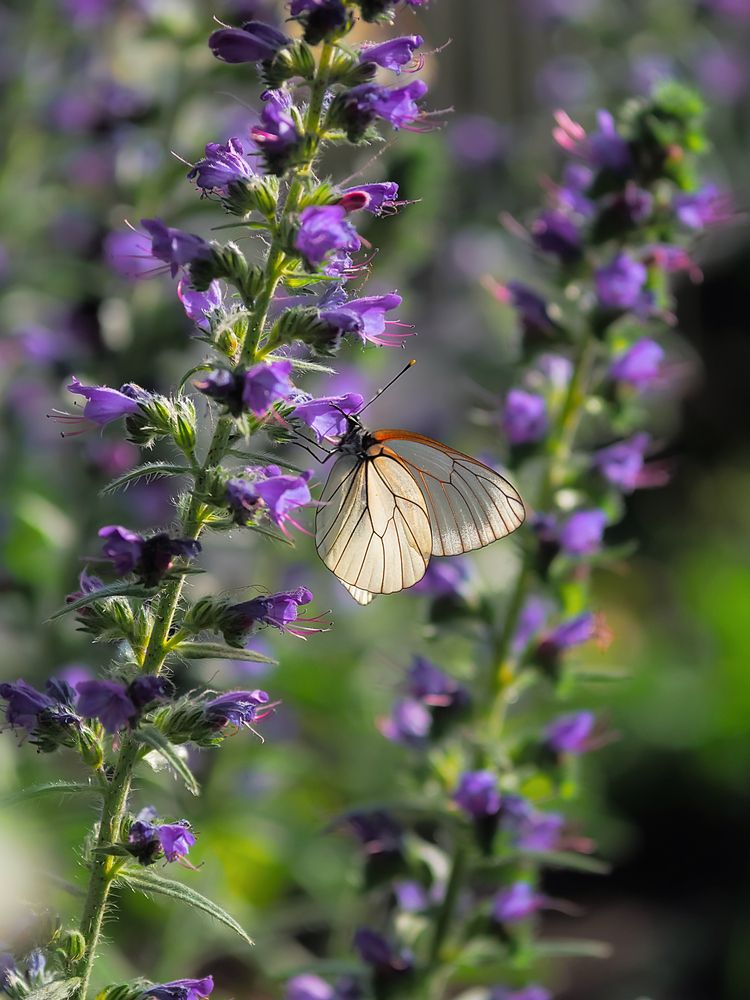 Photograph by Зульфия Курманова