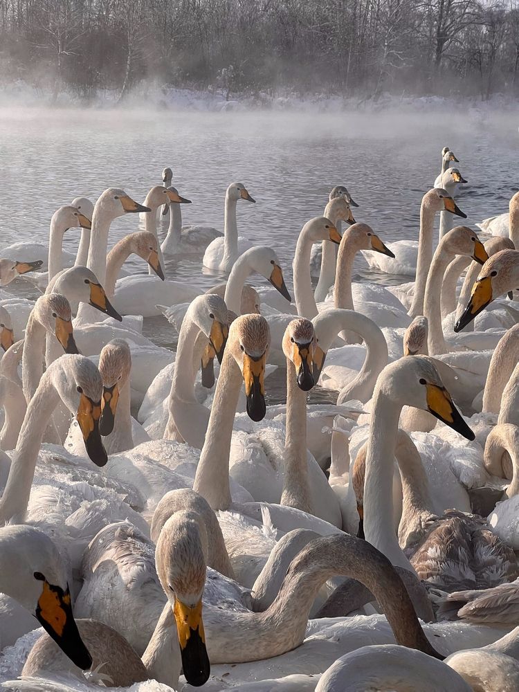 Photograph by Шестакова Елена