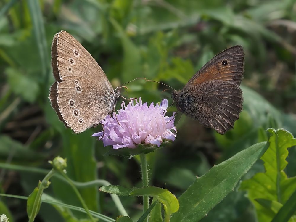 Photograph by Духанин Сергей