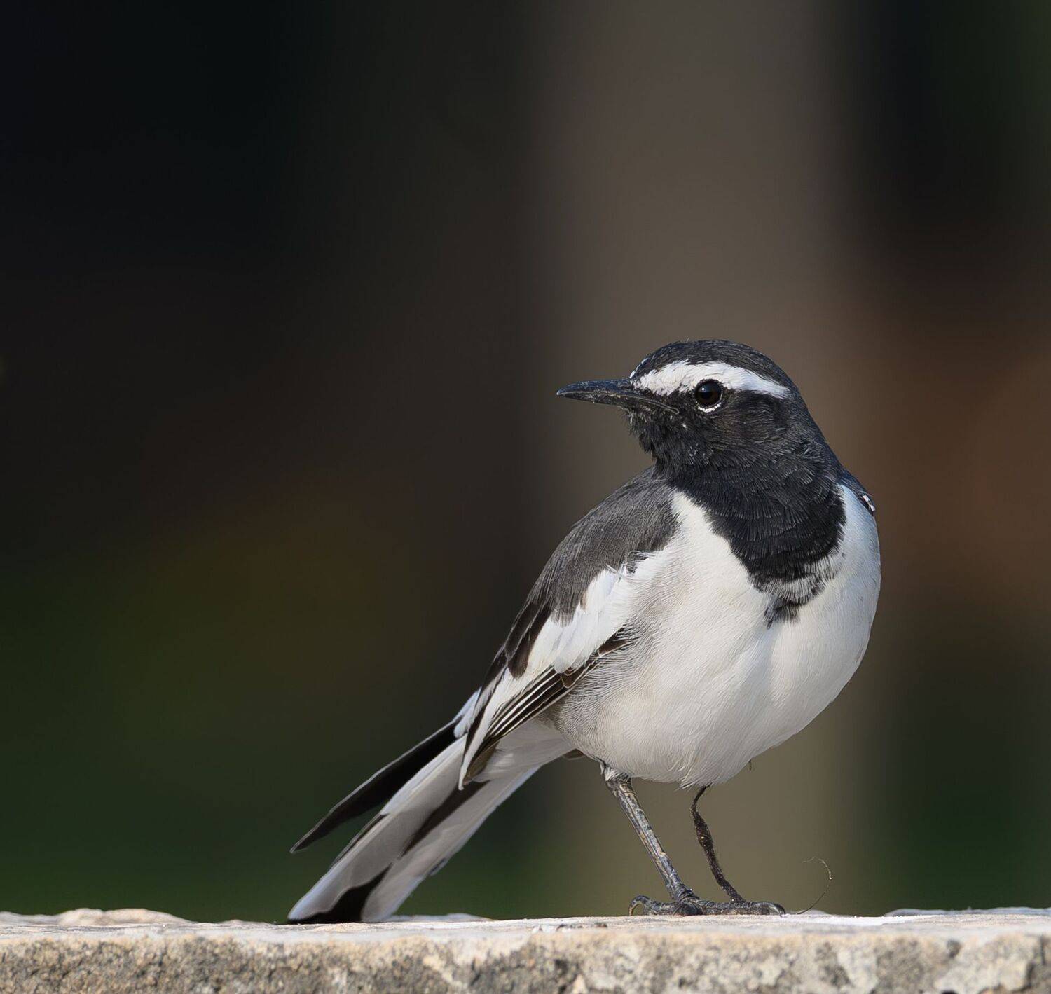“Standing Strong: A Tale of Resilience on One Leg” “Standing Strong: A Tale of Resilience on One Leg”