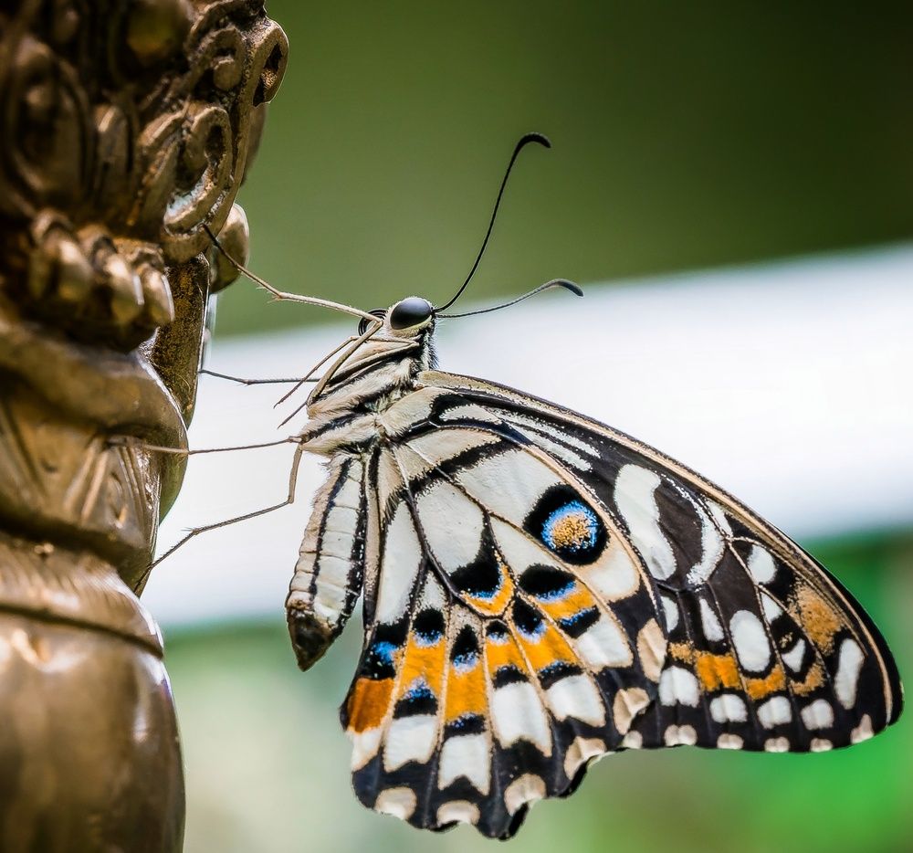 Photograph by Максим Кольцов