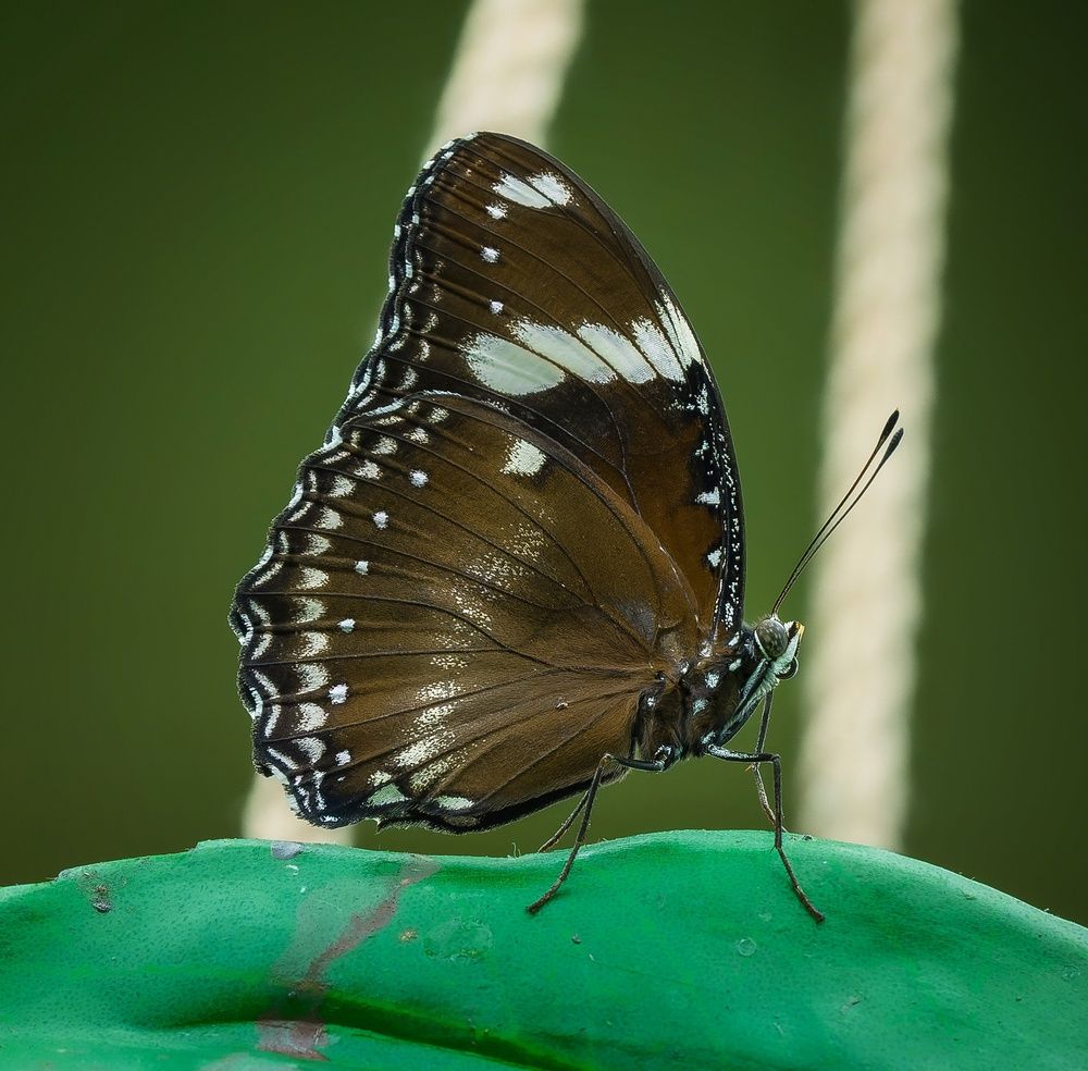 Photograph by Максим Кольцов