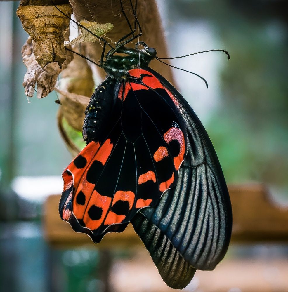 Photograph by Максим Кольцов