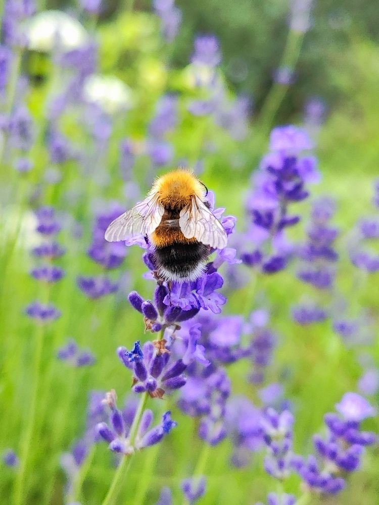 Фотография автора Алёна Подгорная