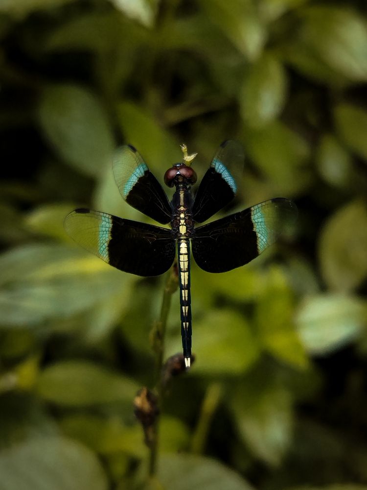 Фотография автора Umesha Madhushan