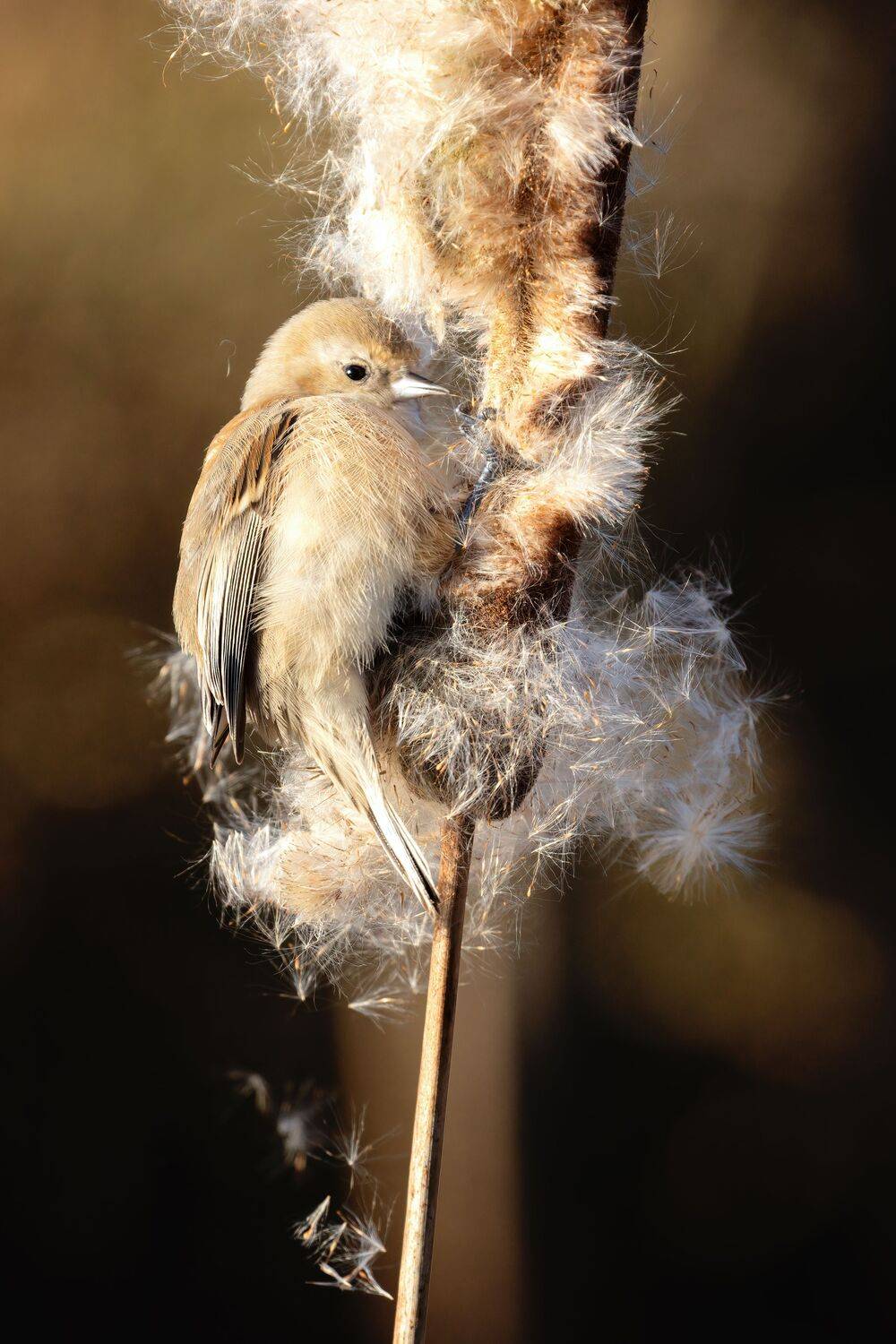 Фотография #12082298