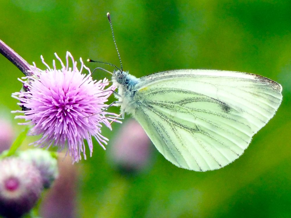 Photograph by Олег