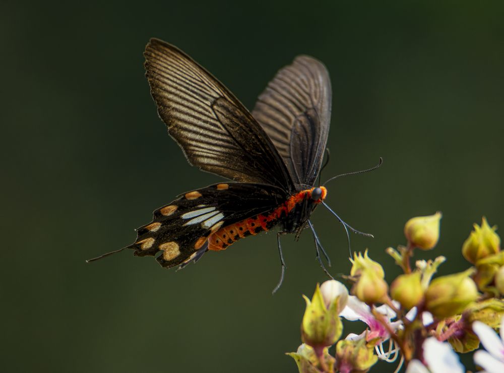 Photograph by Zayed Sanim