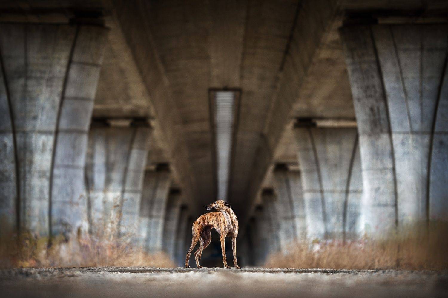Under the arches Under the arches