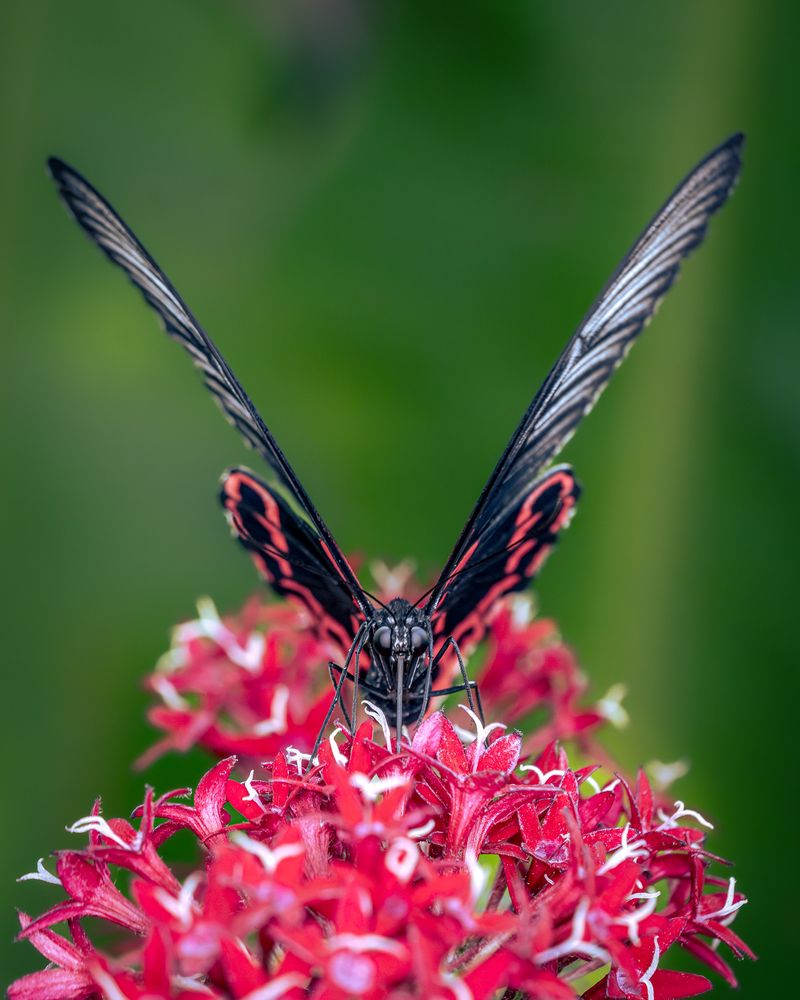 Фотография автора Оксана Дорн
