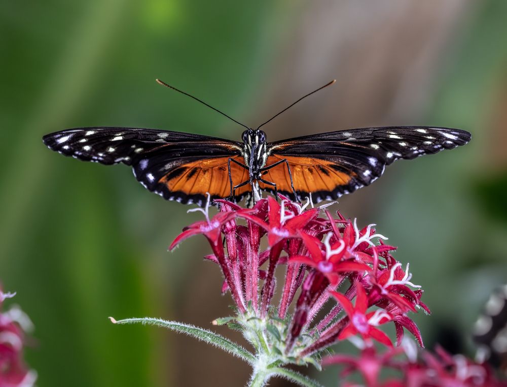 Фотография автора Оксана Дорн