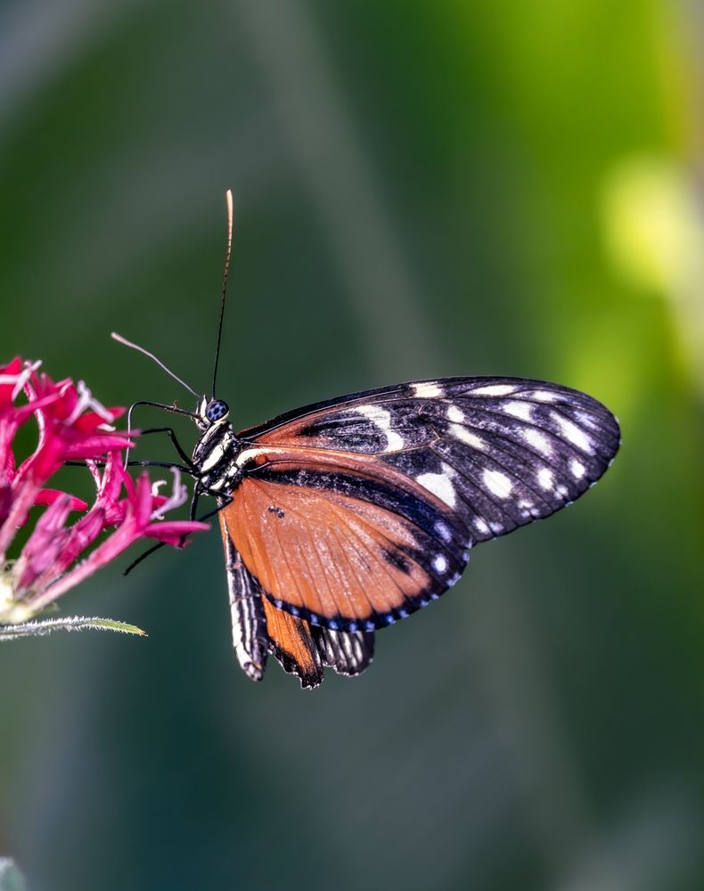 Фотография автора Оксана Дорн
