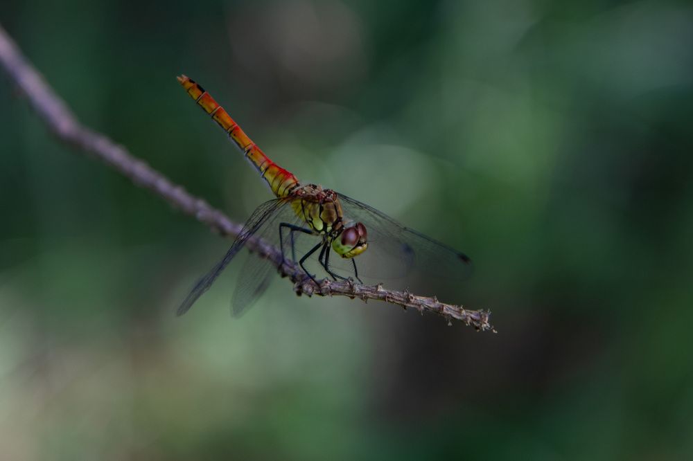 Photograph by Светлана Зайкова