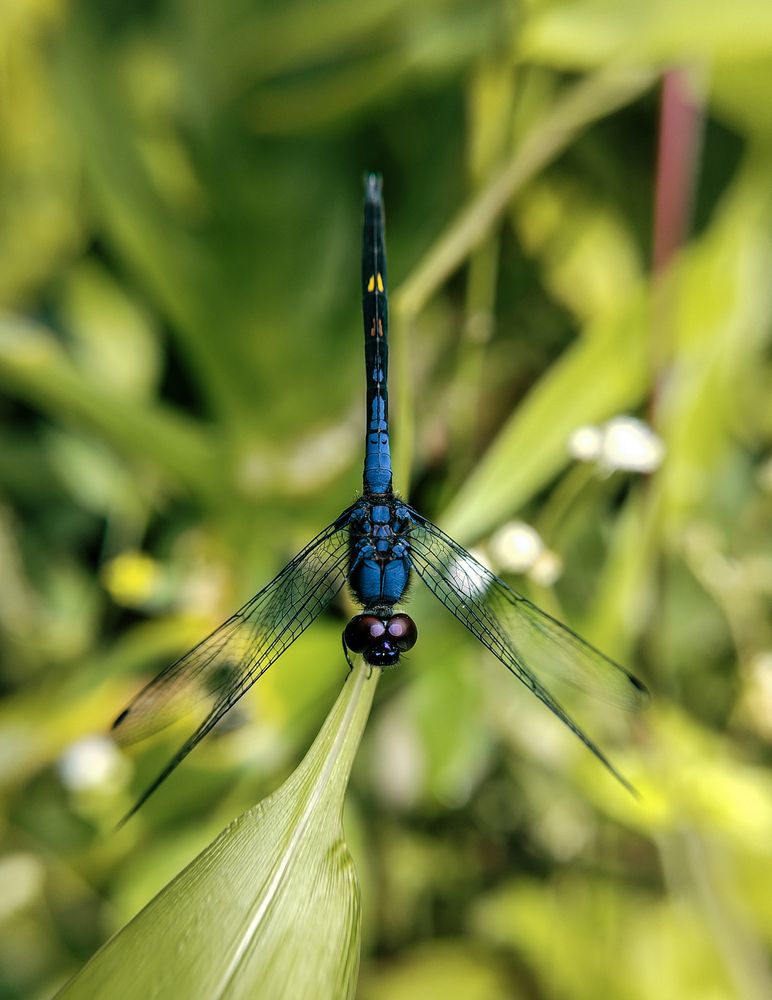Фотография автора Umesha Madhushan