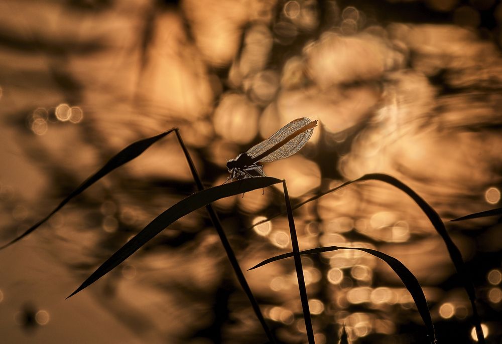 Photograph by Дмитрий Нежданов
