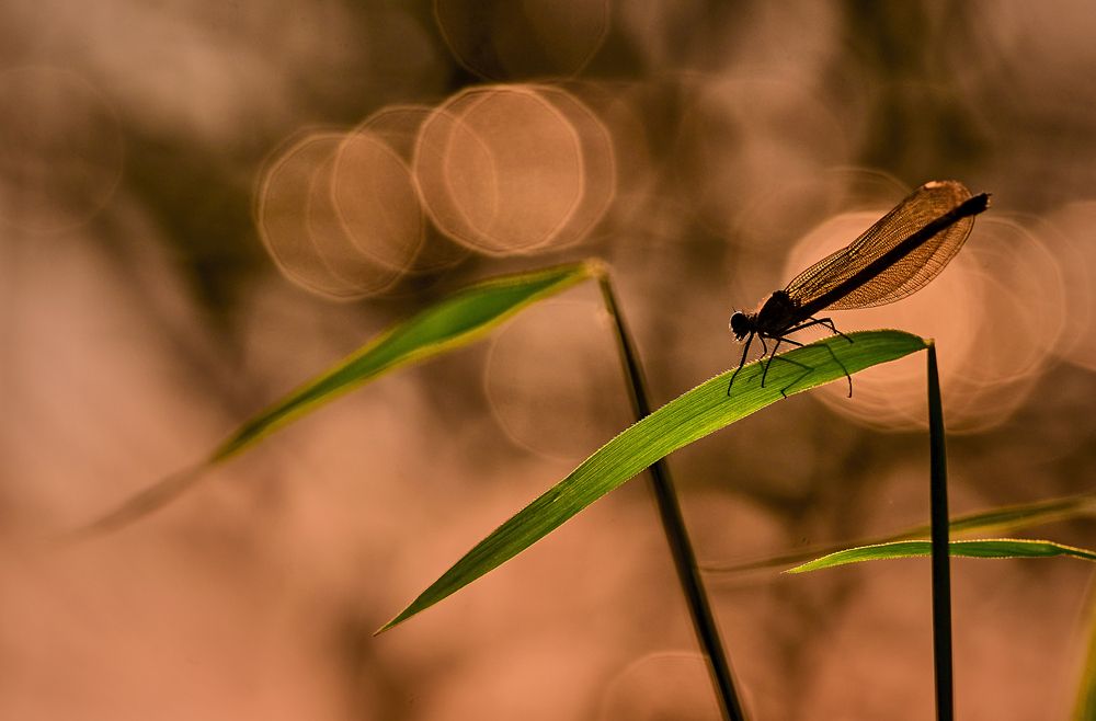 Photograph by Дмитрий Нежданов