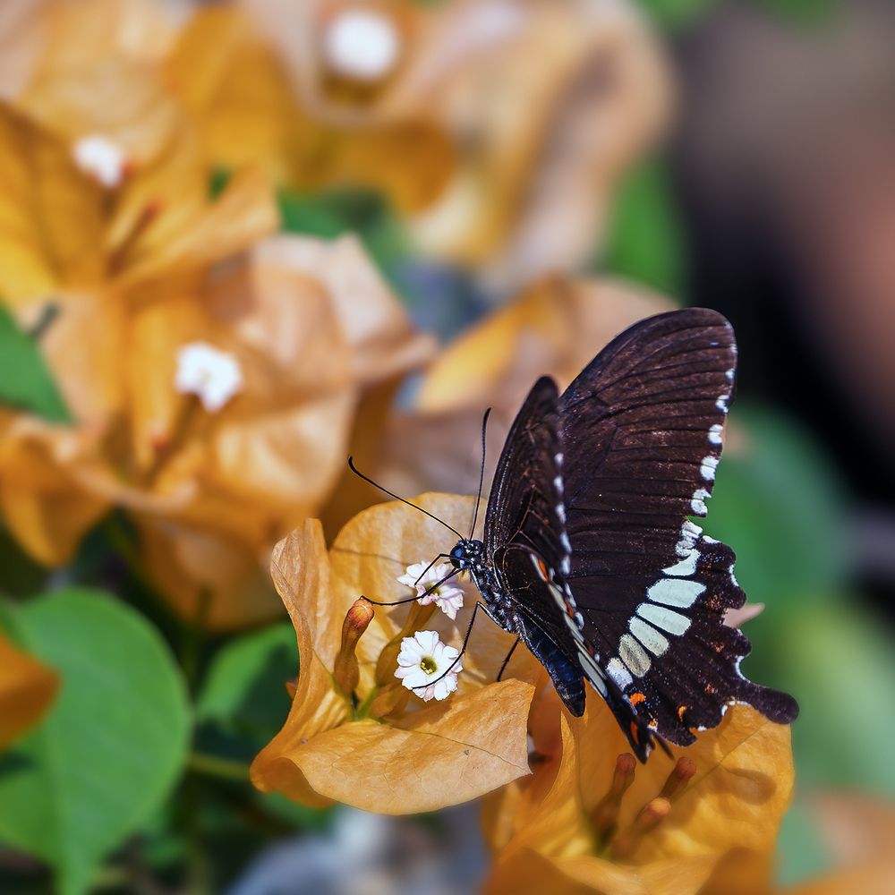 Butterfly Gathering Honey From Flower