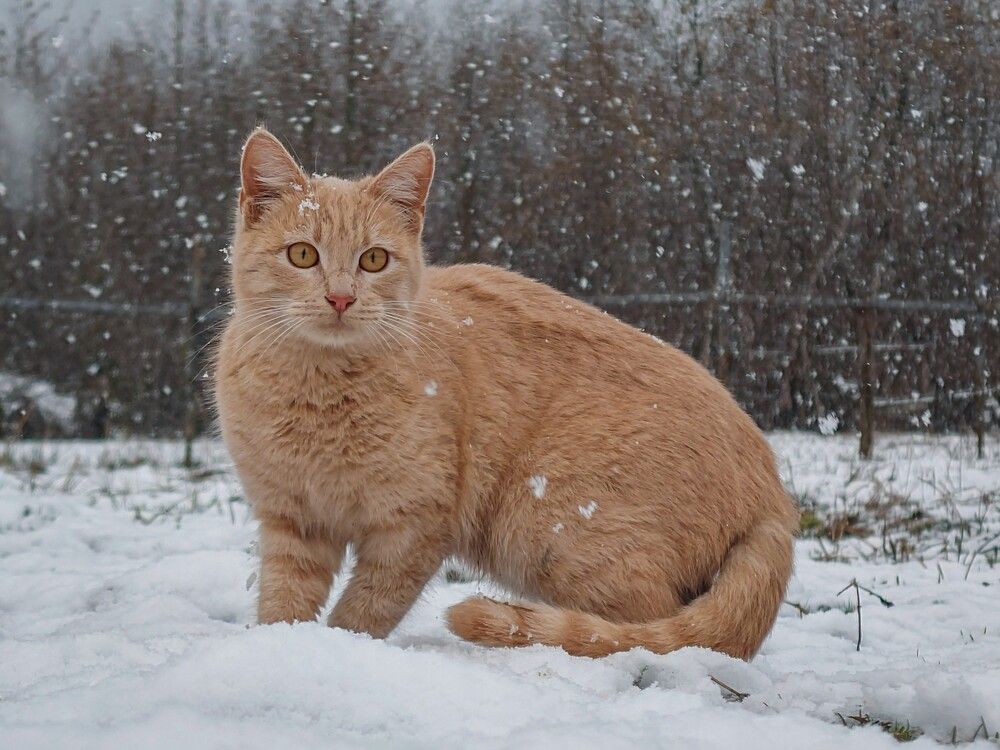 First Hunting In The Snow