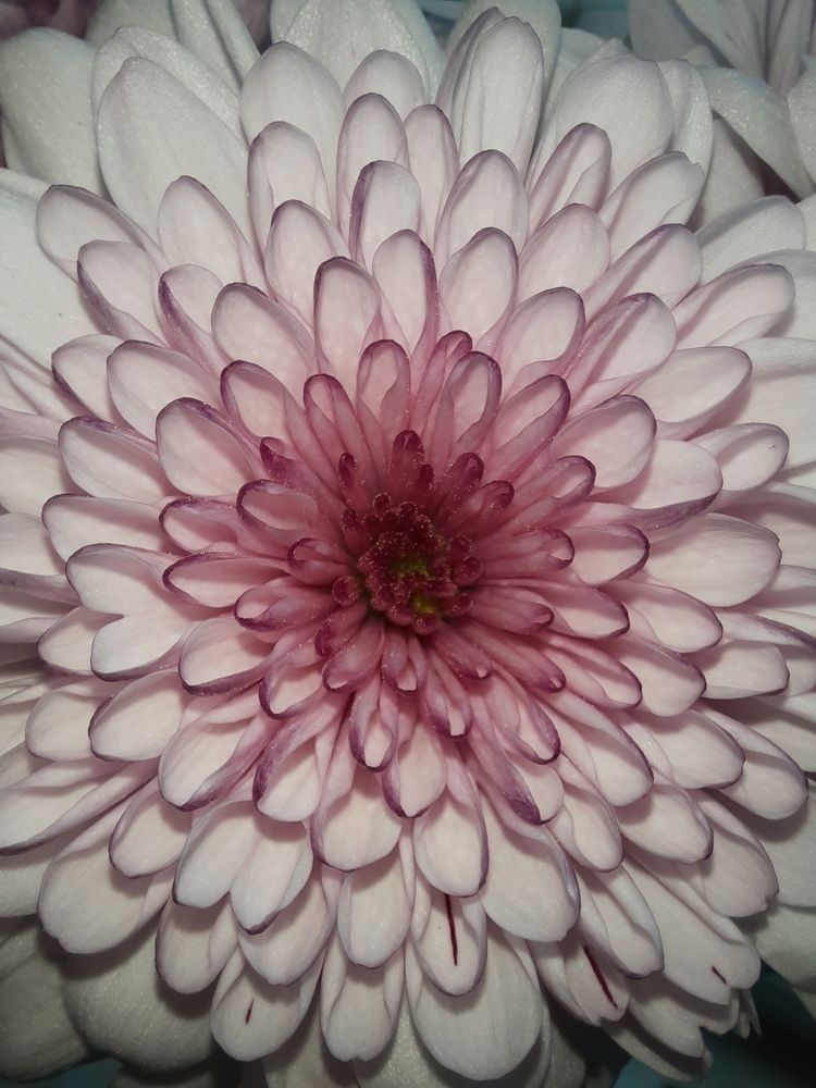 Photograph by Елена