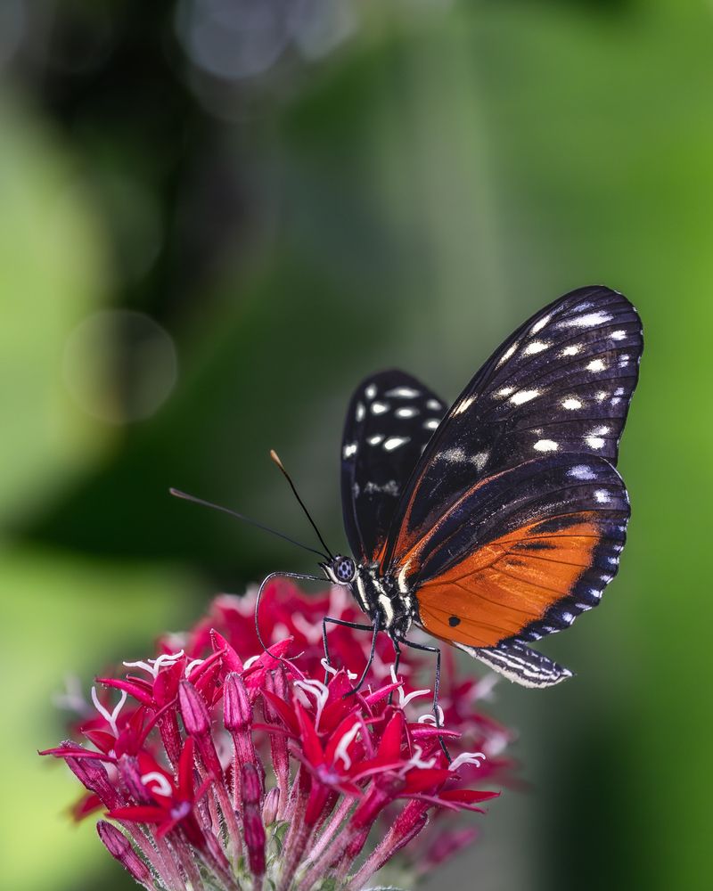 Фотография автора Оксана Дорн