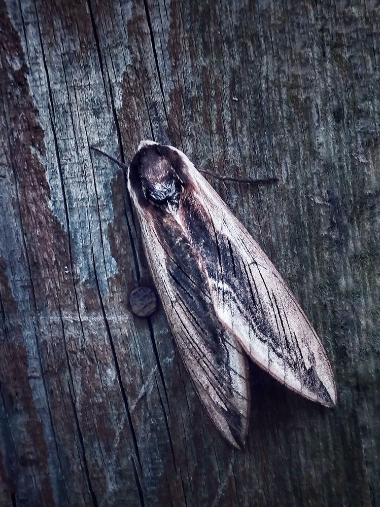 Photograph by Ольга Богорад