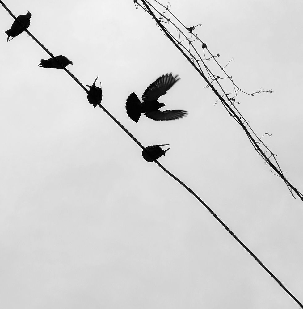 Фотография автора Matin Nikoo