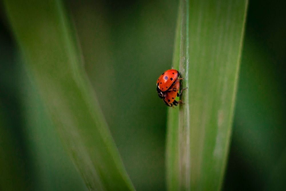 Photograph by samira sarayani