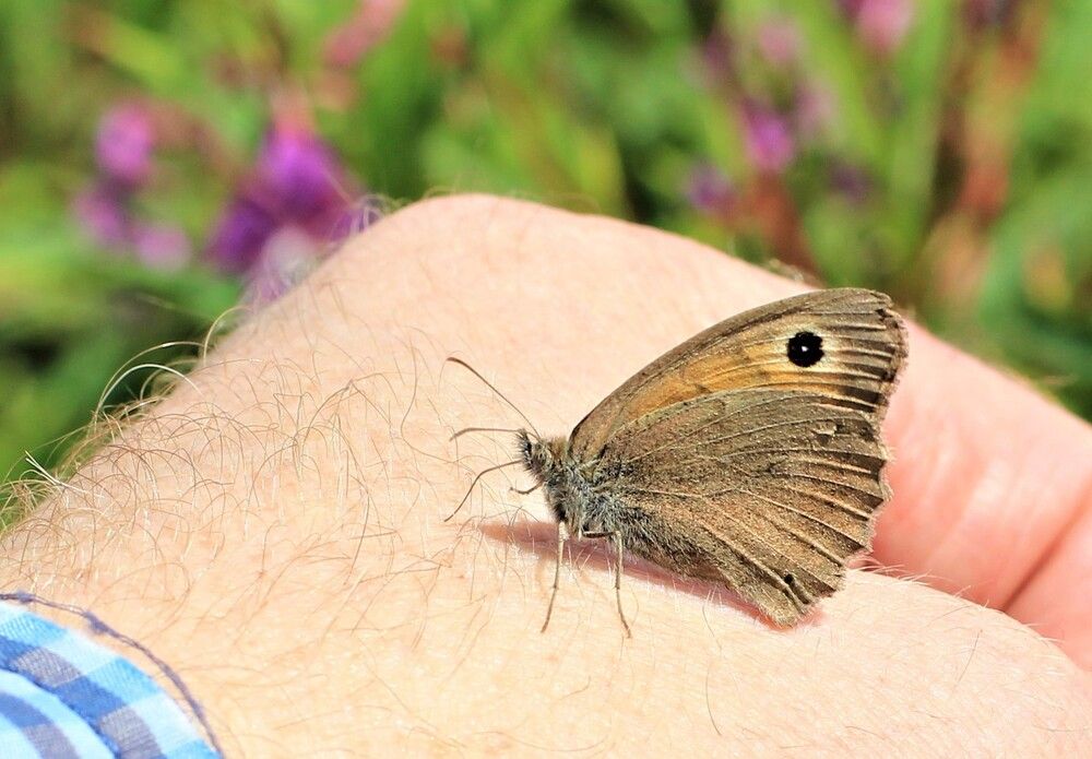 Восточный танец