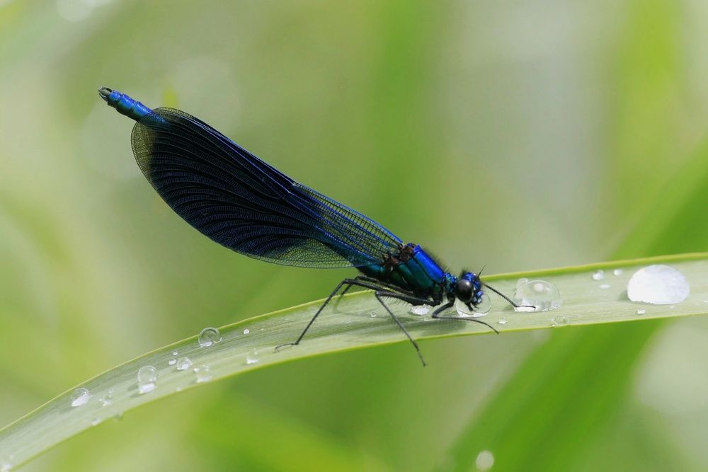 Photograph by Vladimir Freedom