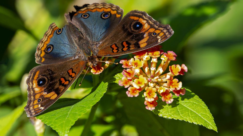 Photograph by Luiz Augusto Magina