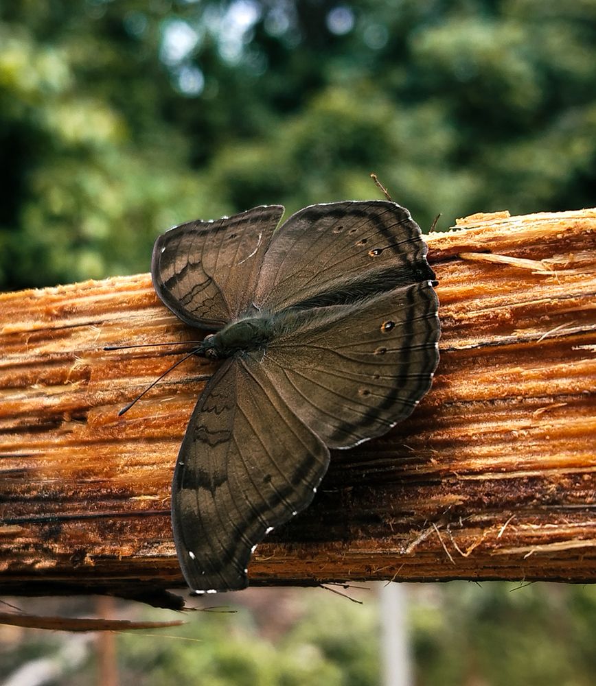 Фотография автора Umesha Madhushan