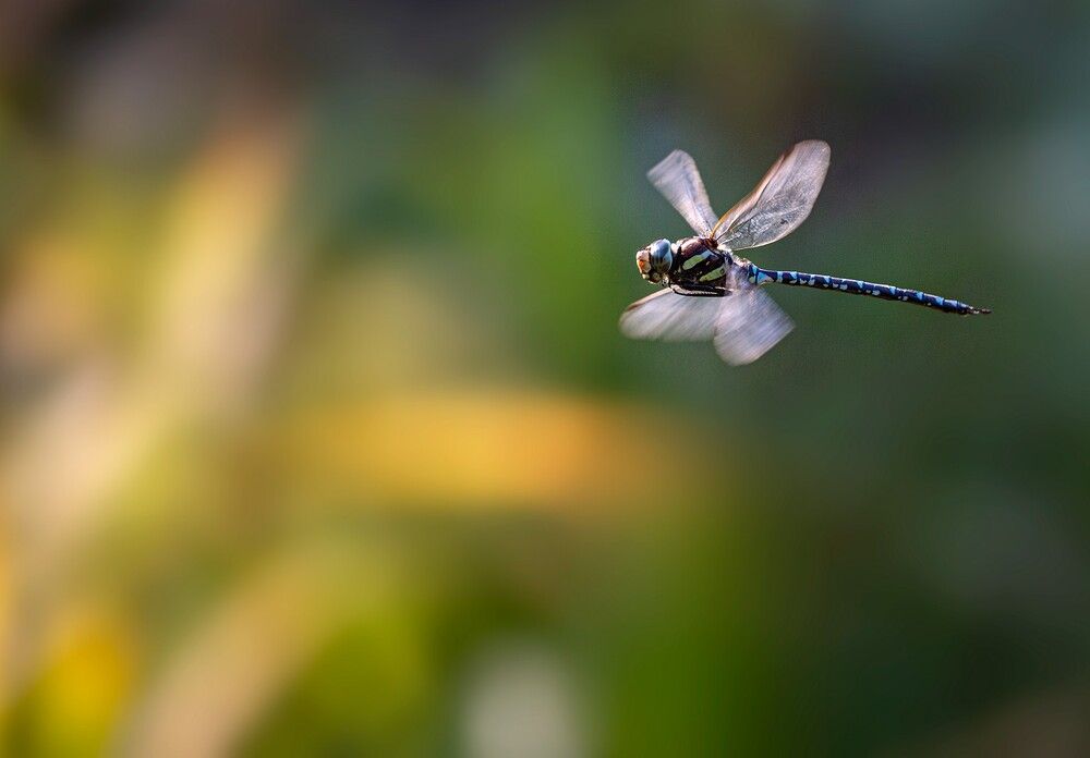 Фотография автора Евгений Слободской