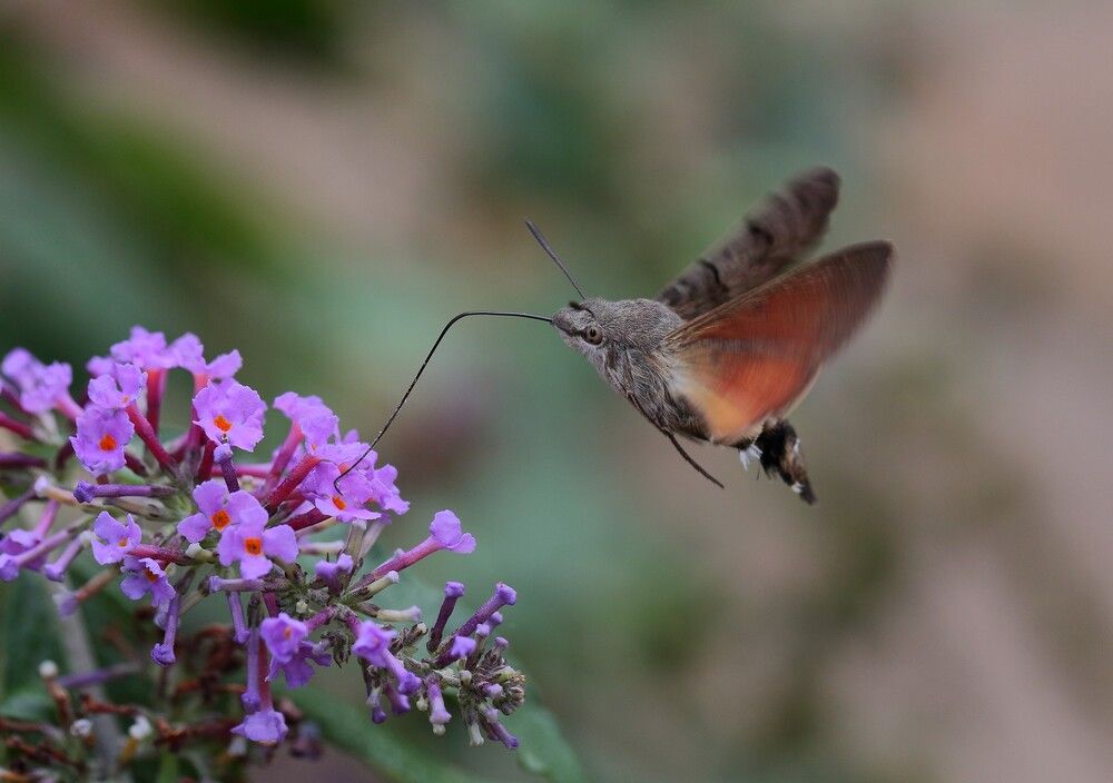 Фотография автора Евгений Слободской