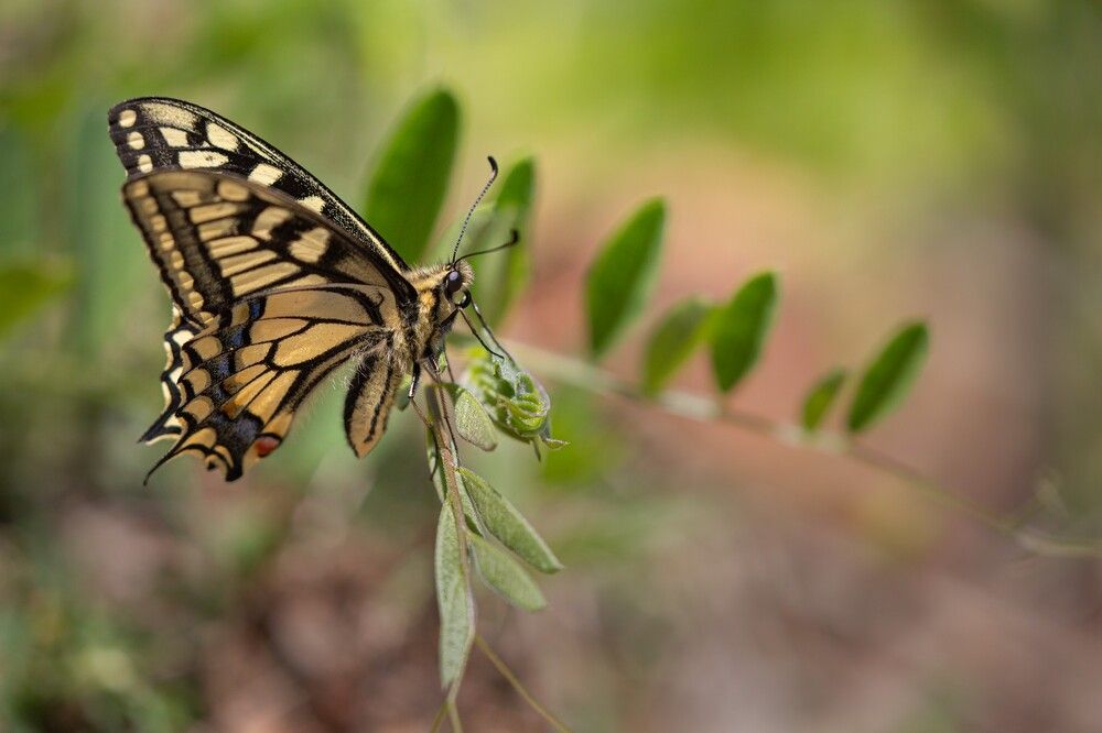 Фотография автора Евгений Слободской