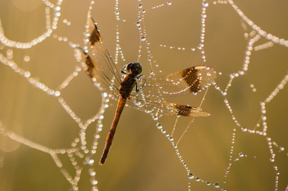 Photograph by Волынский Виктор