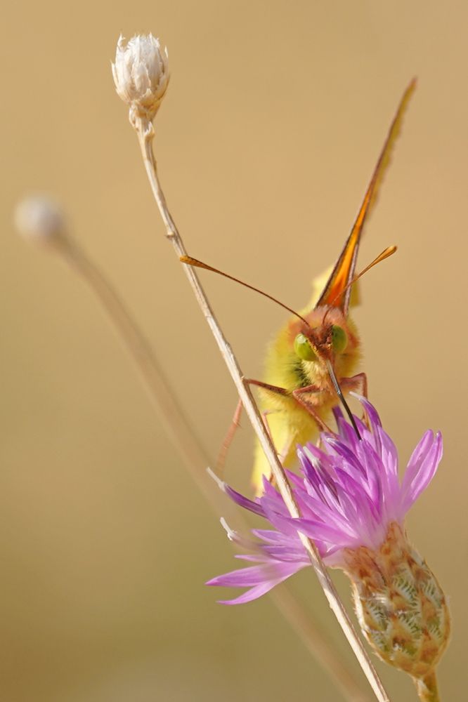 Фотография автора Владимир Соколов