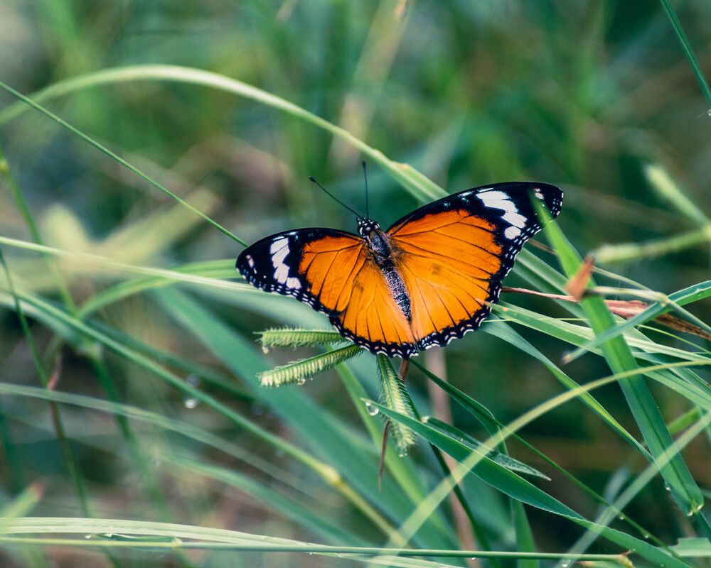 Photograph by Jamal Uddin