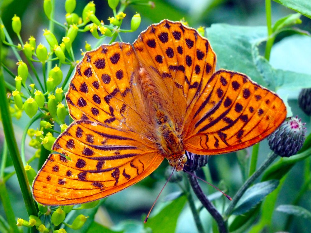 Photograph by Олег