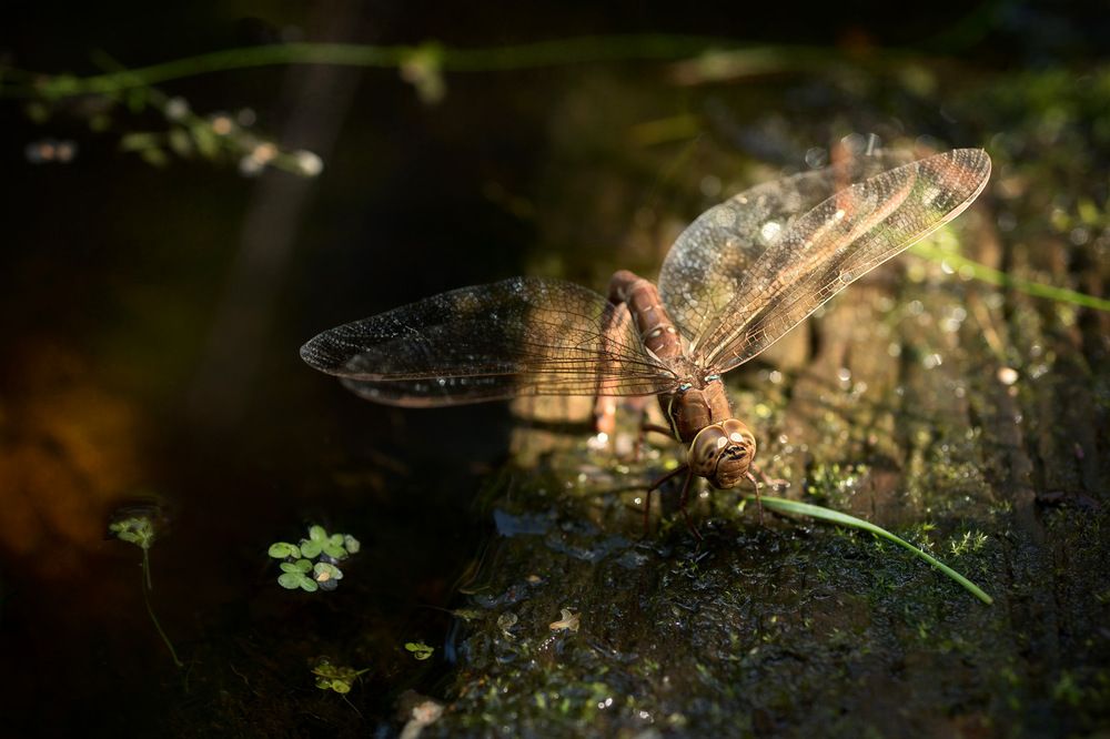 Photograph by Рюмина Ляля