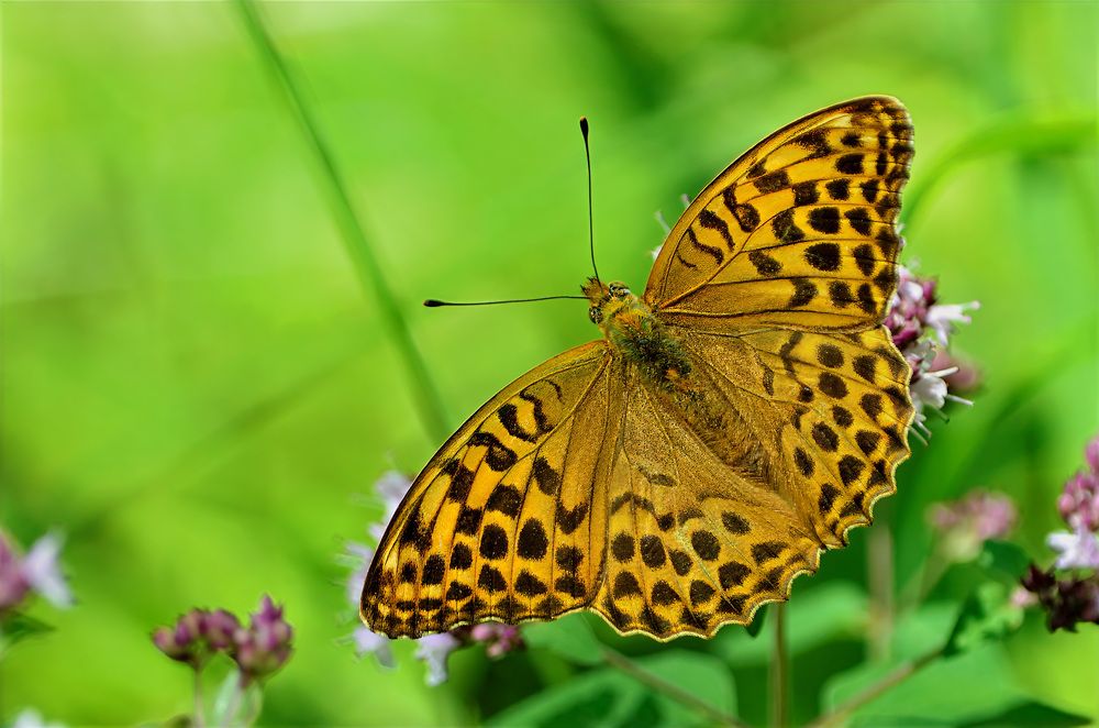 Photograph by Вячеслав Ладанов